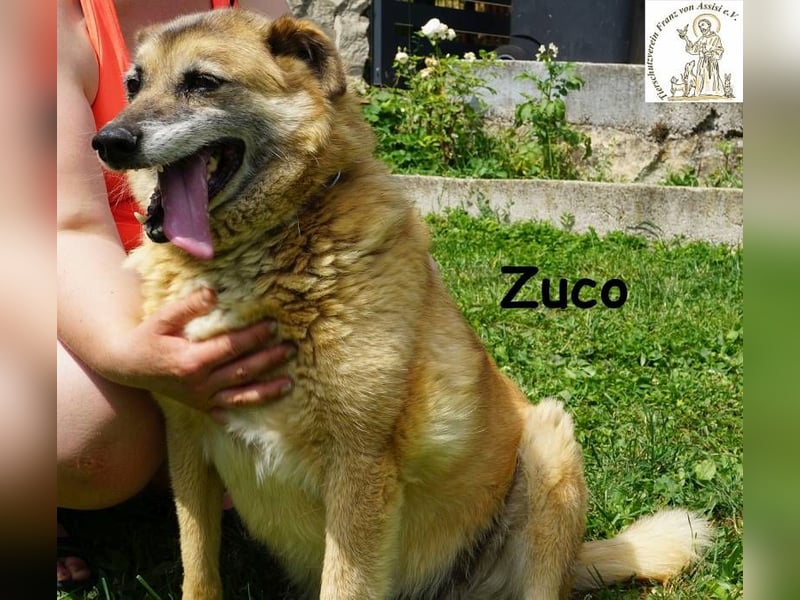 Zuco – auch Hunde-Opas haben ein Recht auf Glück!