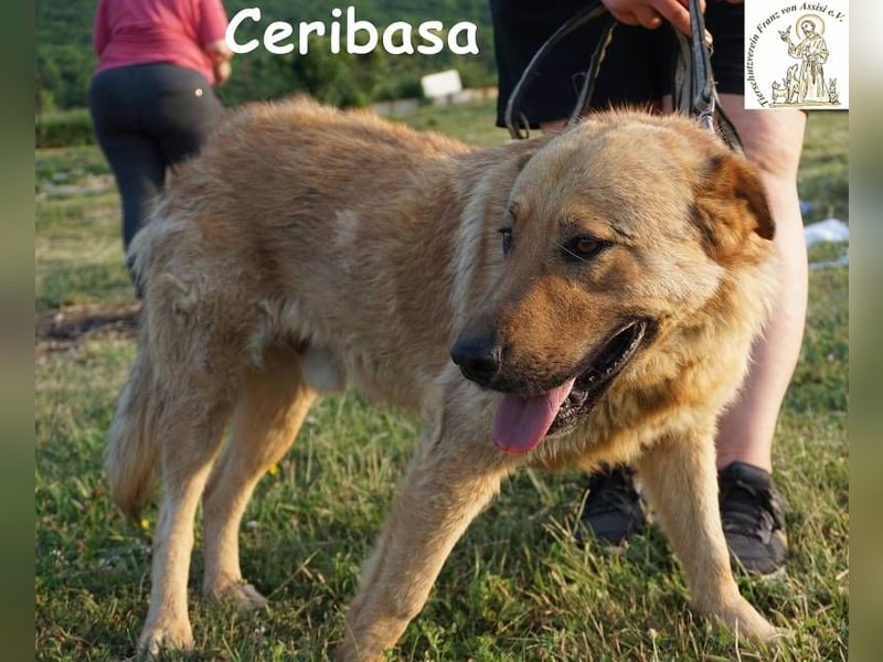 Ceribasa – Der goldene Schatz