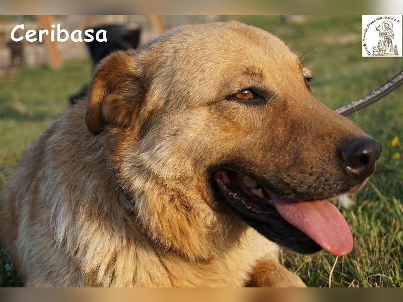 Ceribasa – Der goldene Schatz
