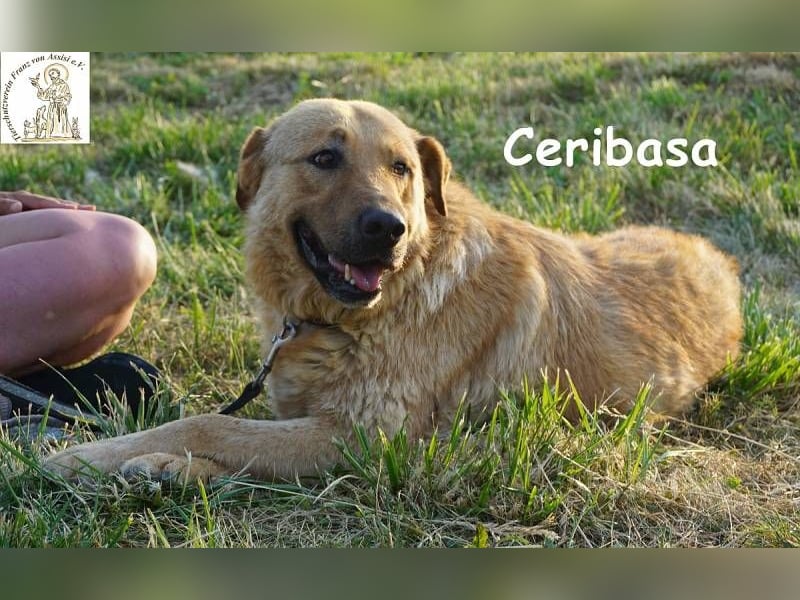 Ceribasa – Der goldene Schatz