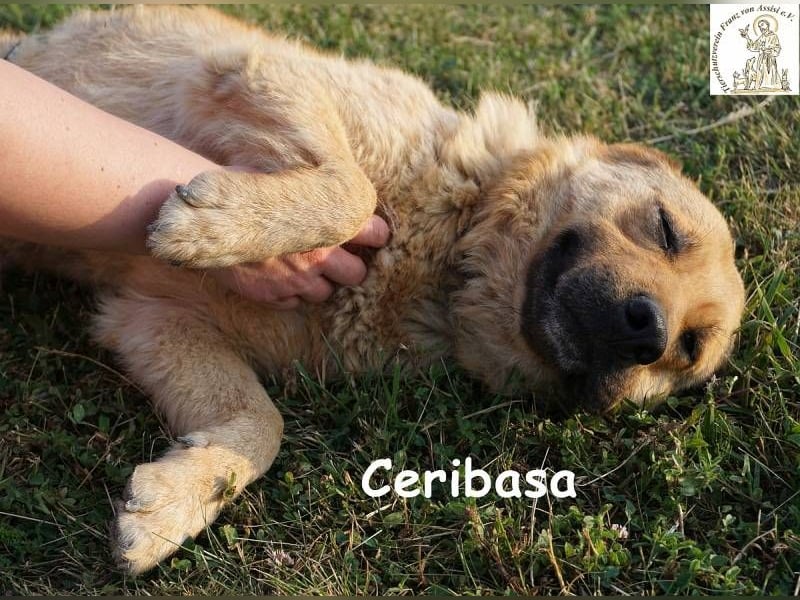 Ceribasa – Der goldene Schatz