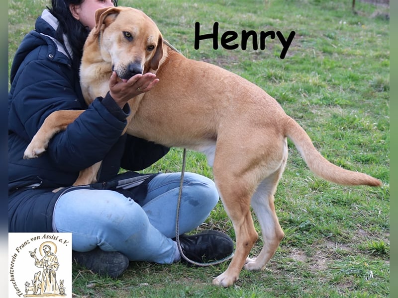 Henry - feiner Kumpel sucht Lieblingsmenschen