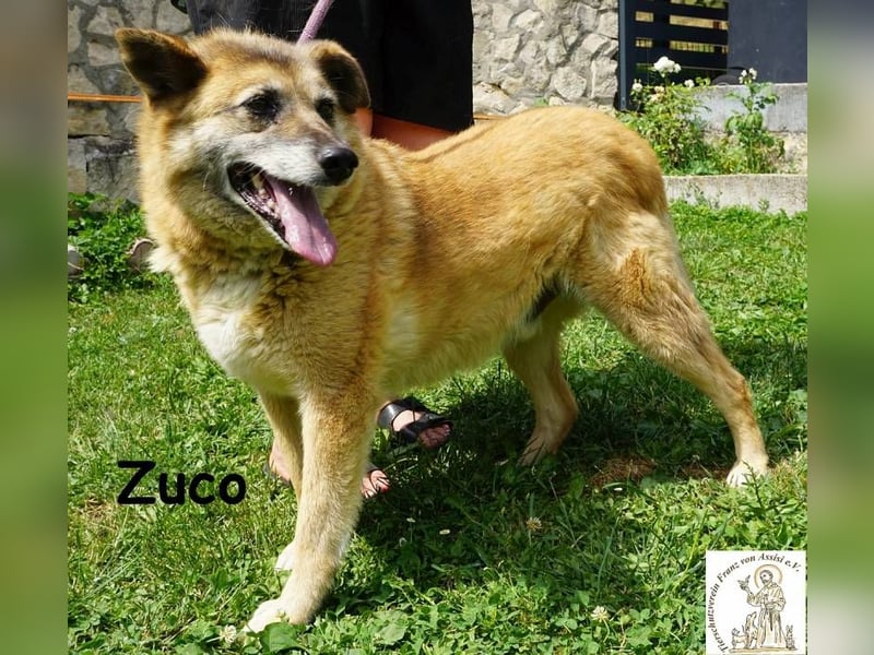 Zuco – auch Hunde-Opas haben ein Recht auf Glück!