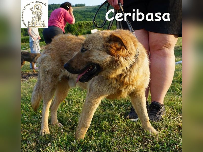 Ceribasa – Der goldene Schatz