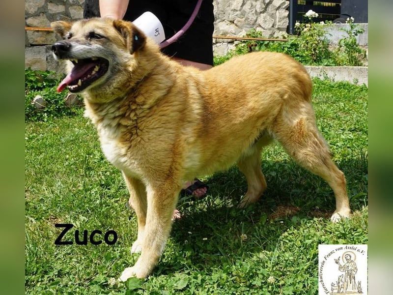 Zuco – auch Hunde-Opas haben ein Recht auf Glück!