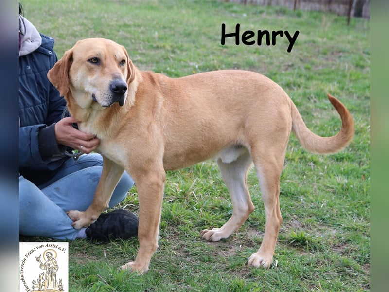 Henry - feiner Kumpel sucht Lieblingsmenschen