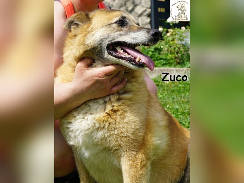 Zuco – auch Hunde-Opas haben ein Recht auf Glück!