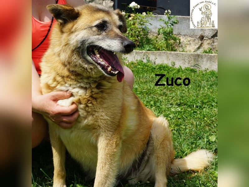 Zuco – auch Hunde-Opas haben ein Recht auf Glück!