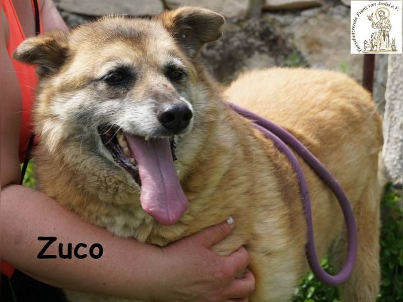 Zuco – auch Hunde-Opas haben ein Recht auf Glück!
