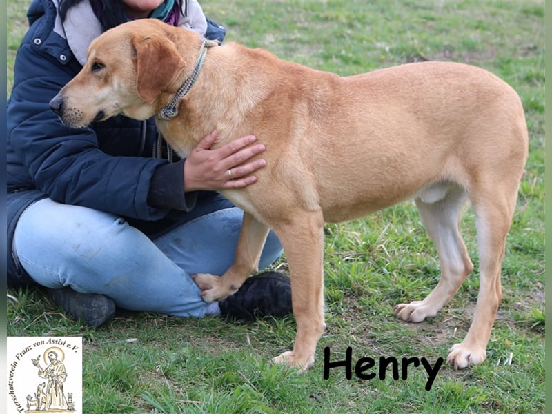 Henry - feiner Kumpel sucht Lieblingsmenschen