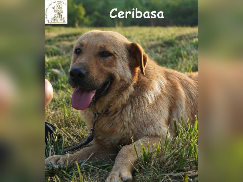 Ceribasa – Der goldene Schatz