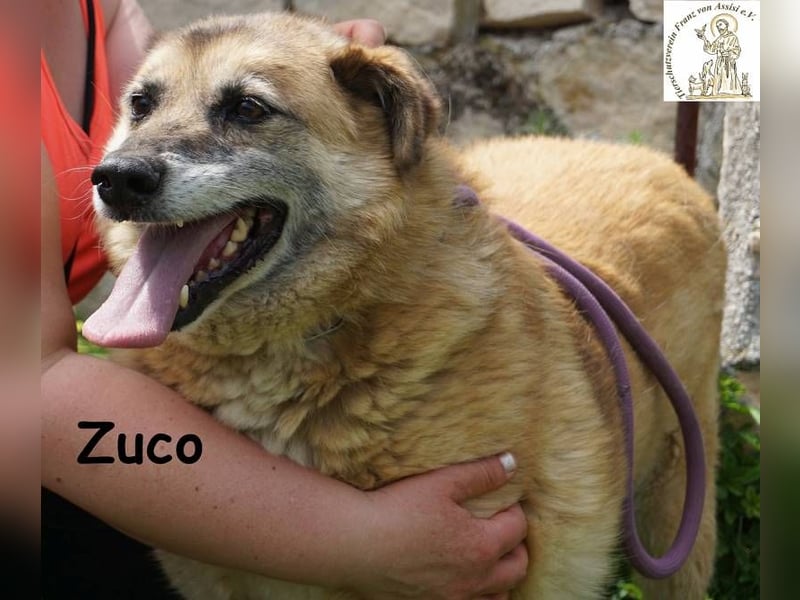 Zuco – auch Hunde-Opas haben ein Recht auf Glück!