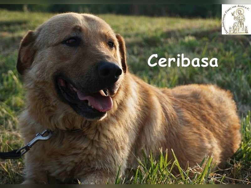 Ceribasa – Der goldene Schatz