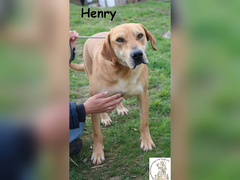 Henry - feiner Kumpel sucht Lieblingsmenschen