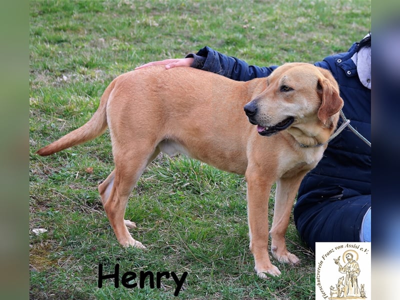 Henry - feiner Kumpel sucht Lieblingsmenschen