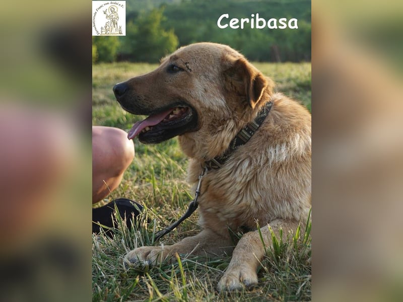 Ceribasa – Der goldene Schatz
