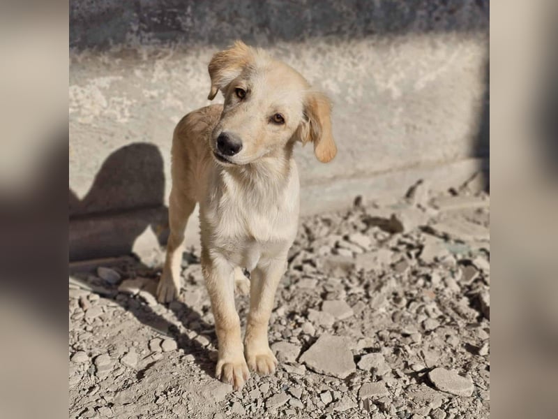 Anton - liebevolles Zuhause gesucht