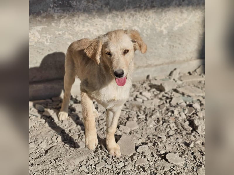 Anton - liebevolles Zuhause gesucht
