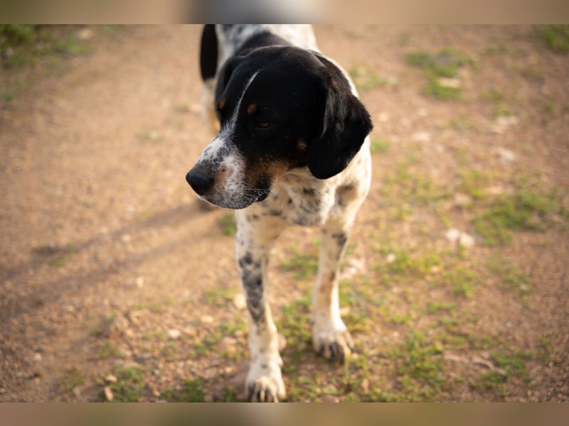 Theo - lebt noch auf der Straße