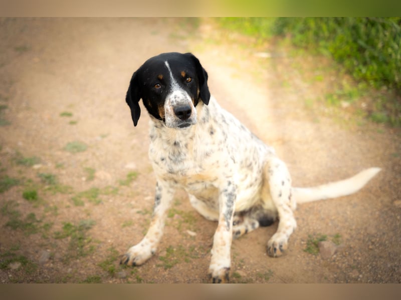 Theo - lebt noch auf der Straße