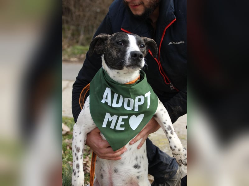 Luis sucht Menschen mit Hundeerfahrung,gerne als Zweithund