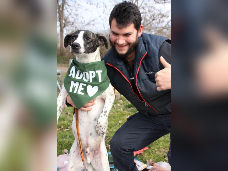 Luis sucht Menschen mit Hundeerfahrung,gerne als Zweithund