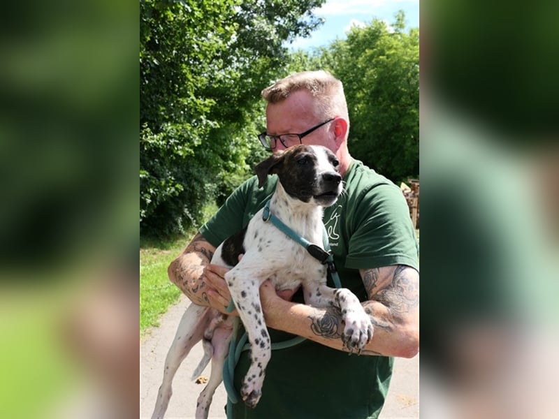 Luis sucht Menschen mit Hundeerfahrung,gerne als Zweithund
