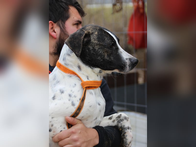 Luis sucht Menschen mit Hundeerfahrung,gerne als Zweithund
