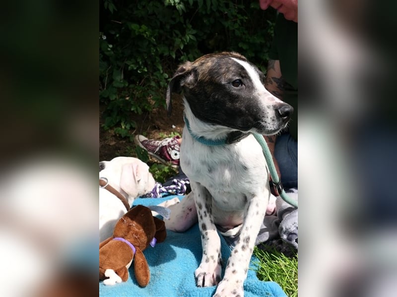 Luis sucht Menschen mit Hundeerfahrung,gerne als Zweithund