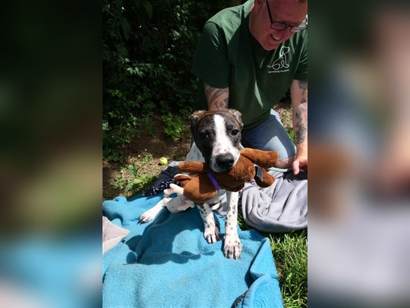 Luis sucht Menschen mit Hundeerfahrung,gerne als Zweithund