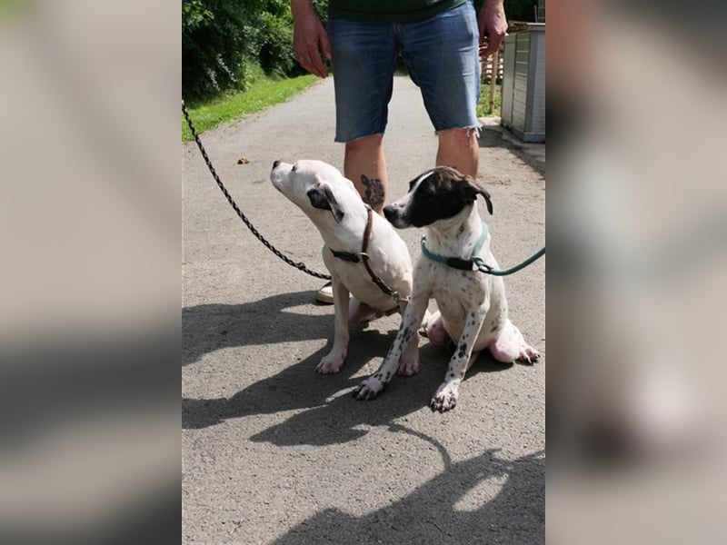 Luis sucht Menschen mit Hundeerfahrung,gerne als Zweithund