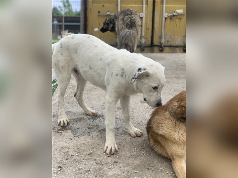 Pünktchen, geb. ca. 10/2022, lebt in GRIECHENLAND, im städt. Tierheim Serres
