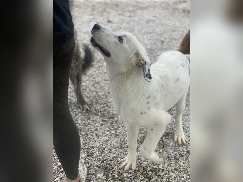 Pünktchen, geb. ca. 10/2022, lebt in GRIECHENLAND, im städt. Tierheim Serres