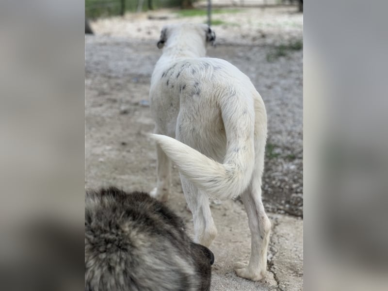Pünktchen, geb. ca. 10/2022, lebt in GRIECHENLAND, im städt. Tierheim Serres
