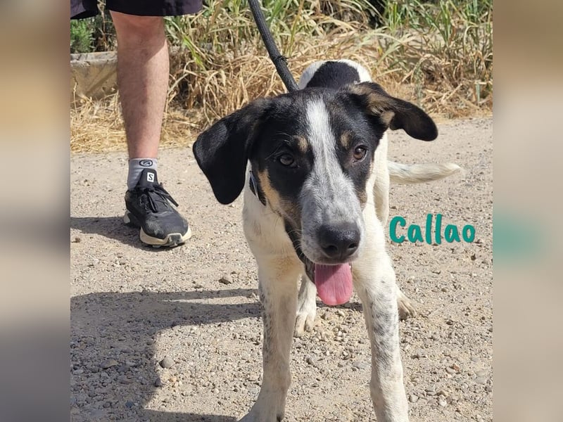 Callao 01/2022 (ESP) - super sympathischer, geselliger, verträglicher und verspielter junger Rüde!