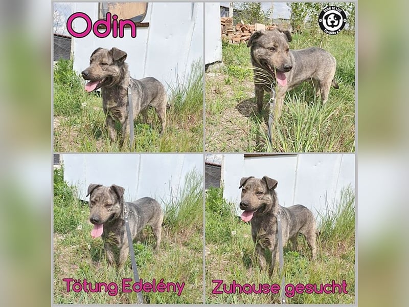 ODIN, sucht erfahrene Menschen