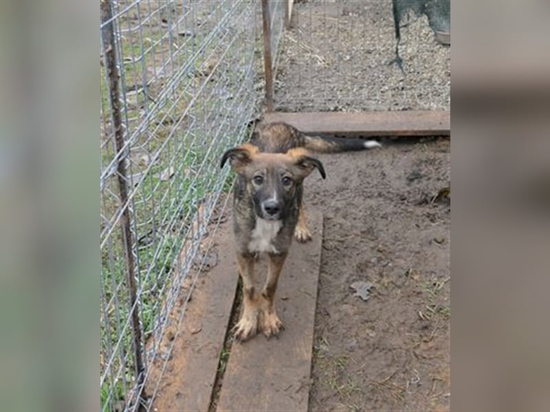Liebevolles Zuhause für THEO gesucht