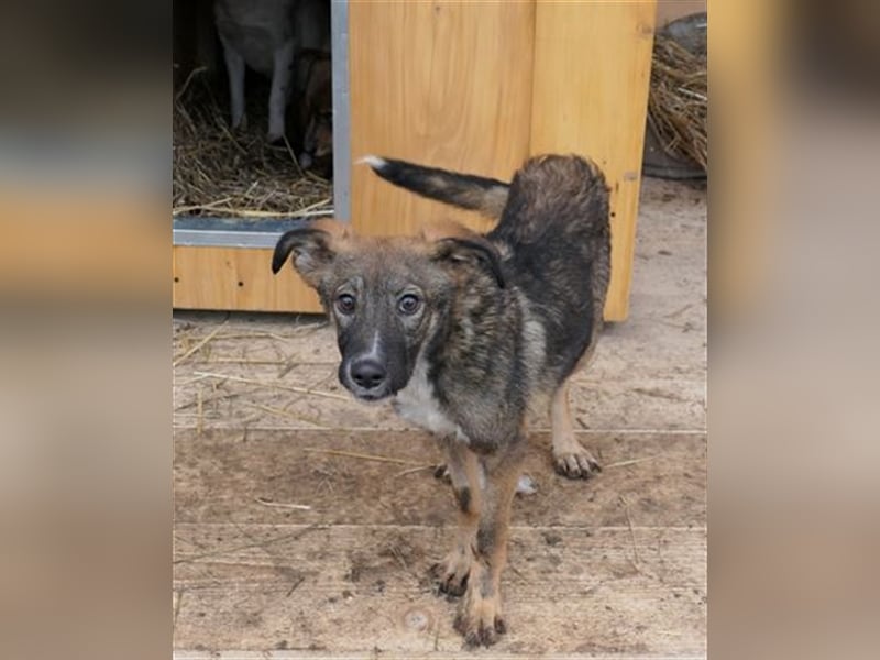 Liebevolles Zuhause für THEO gesucht
