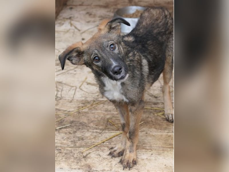 Liebevolles Zuhause für THEO gesucht
