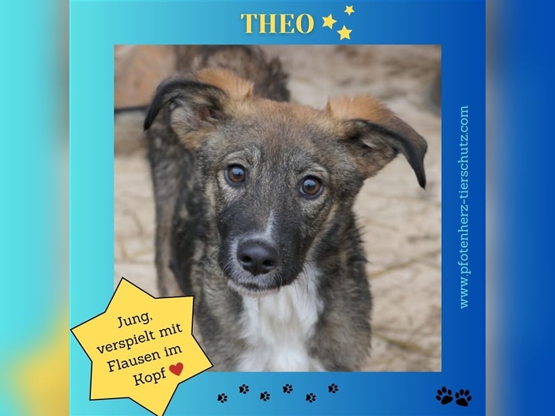 Liebevolles Zuhause für THEO gesucht