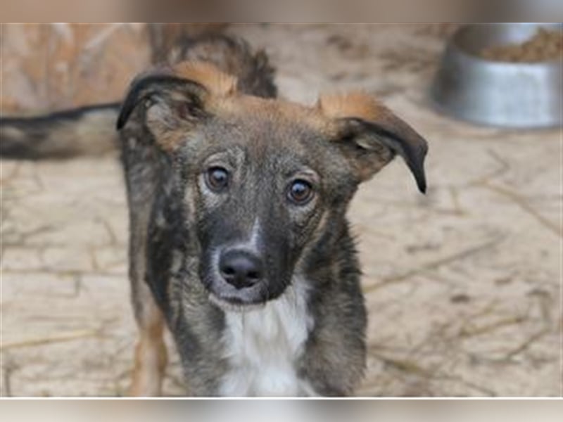 Liebevolles Zuhause für THEO gesucht