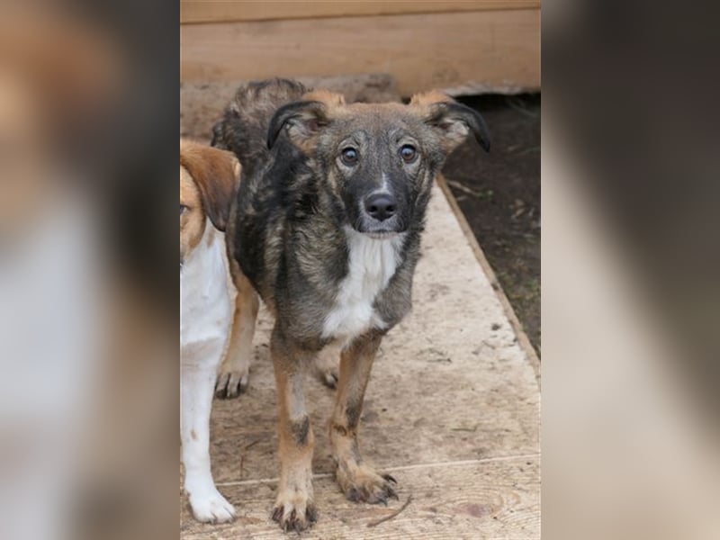 Liebevolles Zuhause für THEO gesucht