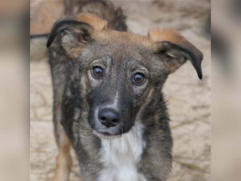 Liebevolles Zuhause für THEO gesucht