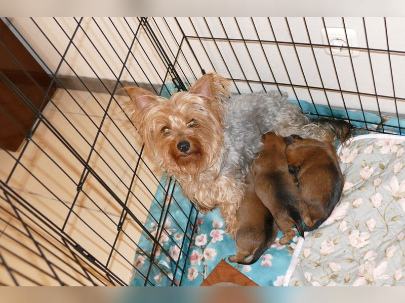 3 Zuckersüße Chorkie Welpen