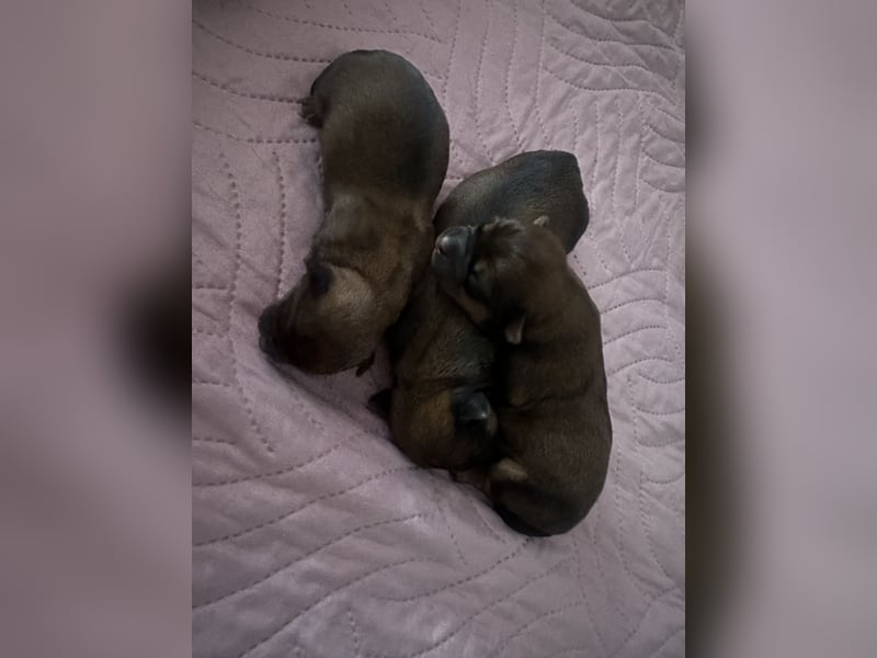 3 Zuckersüße Chorkie Welpen