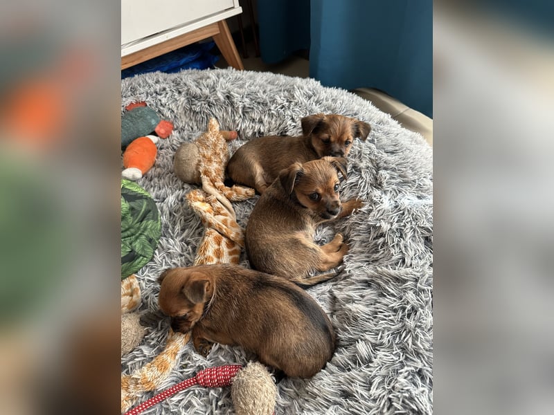 3Zuckersüße Chorkie Welpen