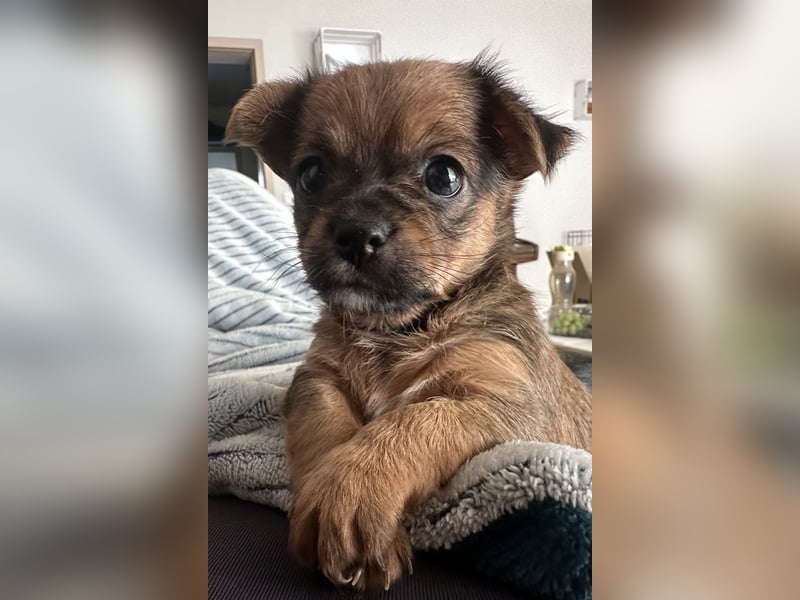 3 Zuckersüße Chorkie Welpen