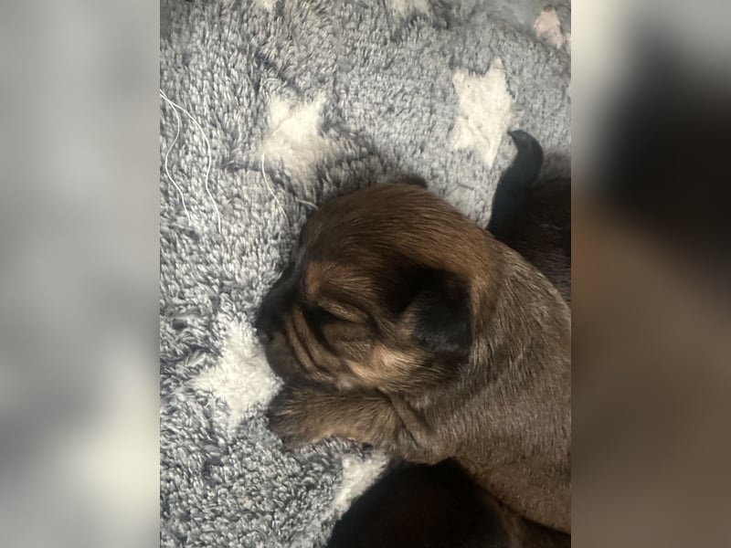 3 Zuckersüße Chorkie Welpen