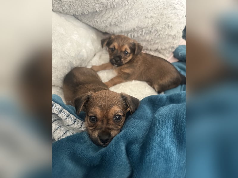 3 Zuckersüße Chorkie Welpen