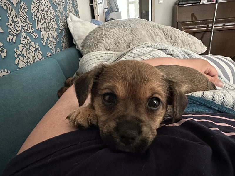 3 Zuckersüße Chorkie Welpen